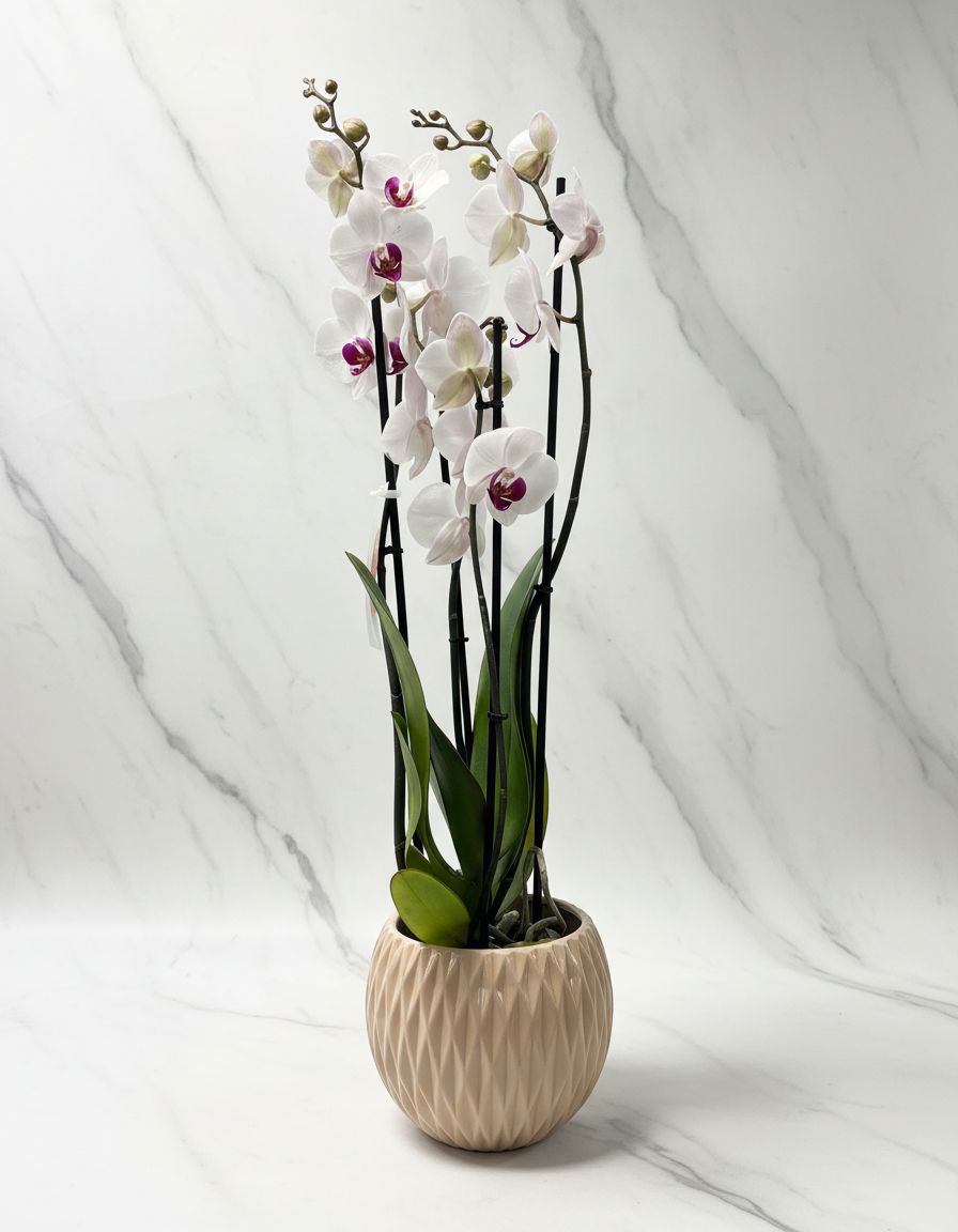 Weiße Orchidee im Topf