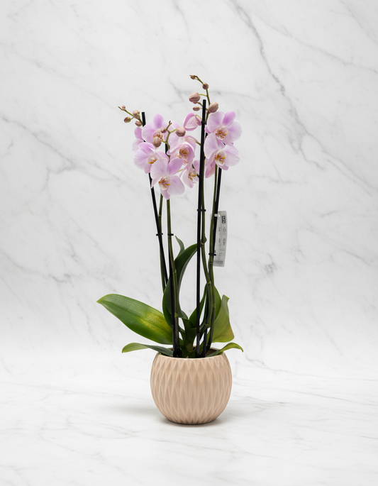 Weiße Orchidee im Topf