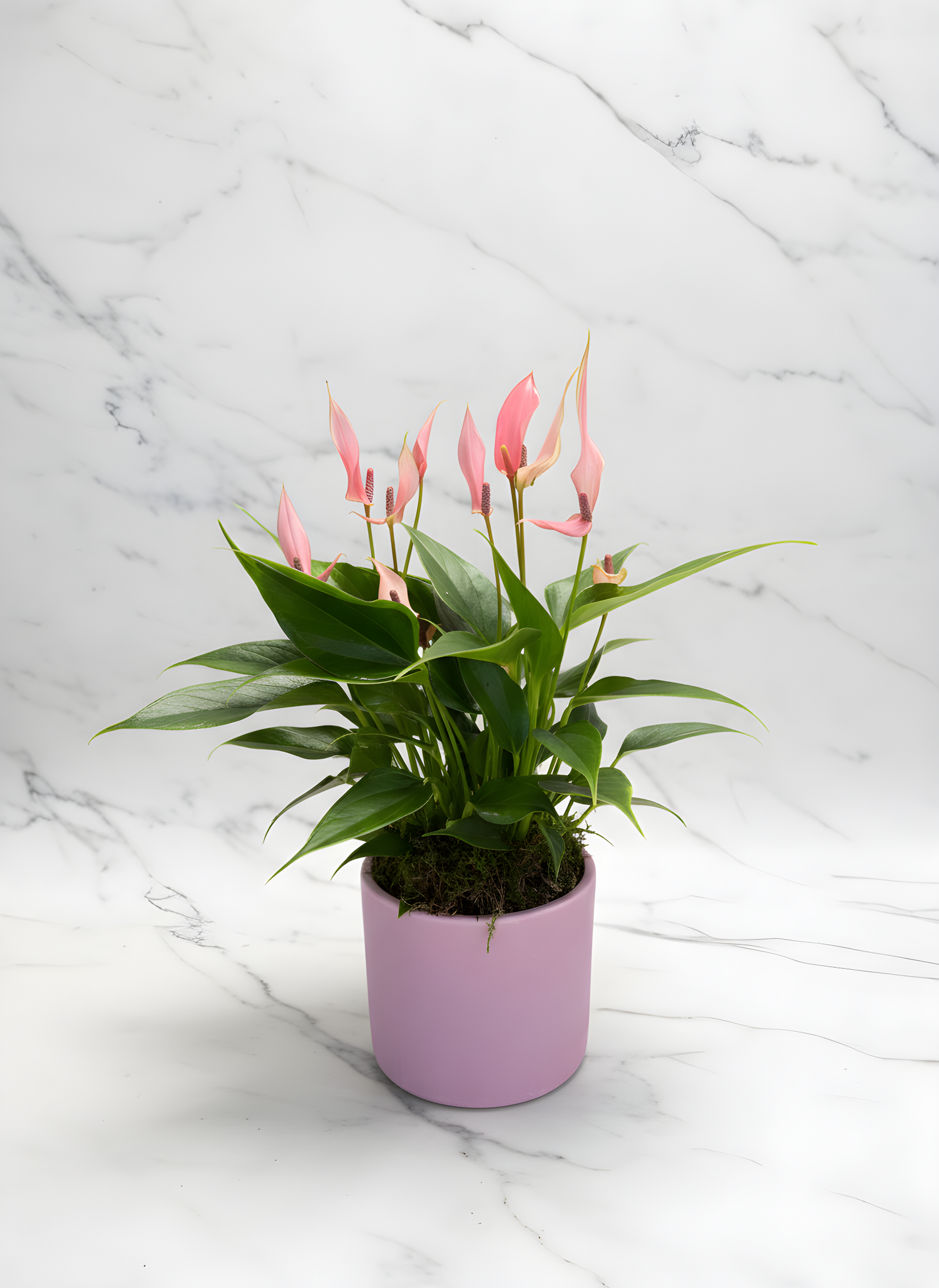 Rosa Anthurien im Topf