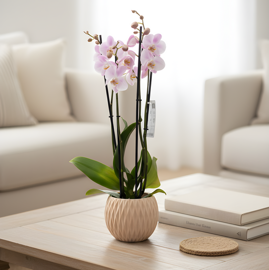 Weiße Orchidee im Topf