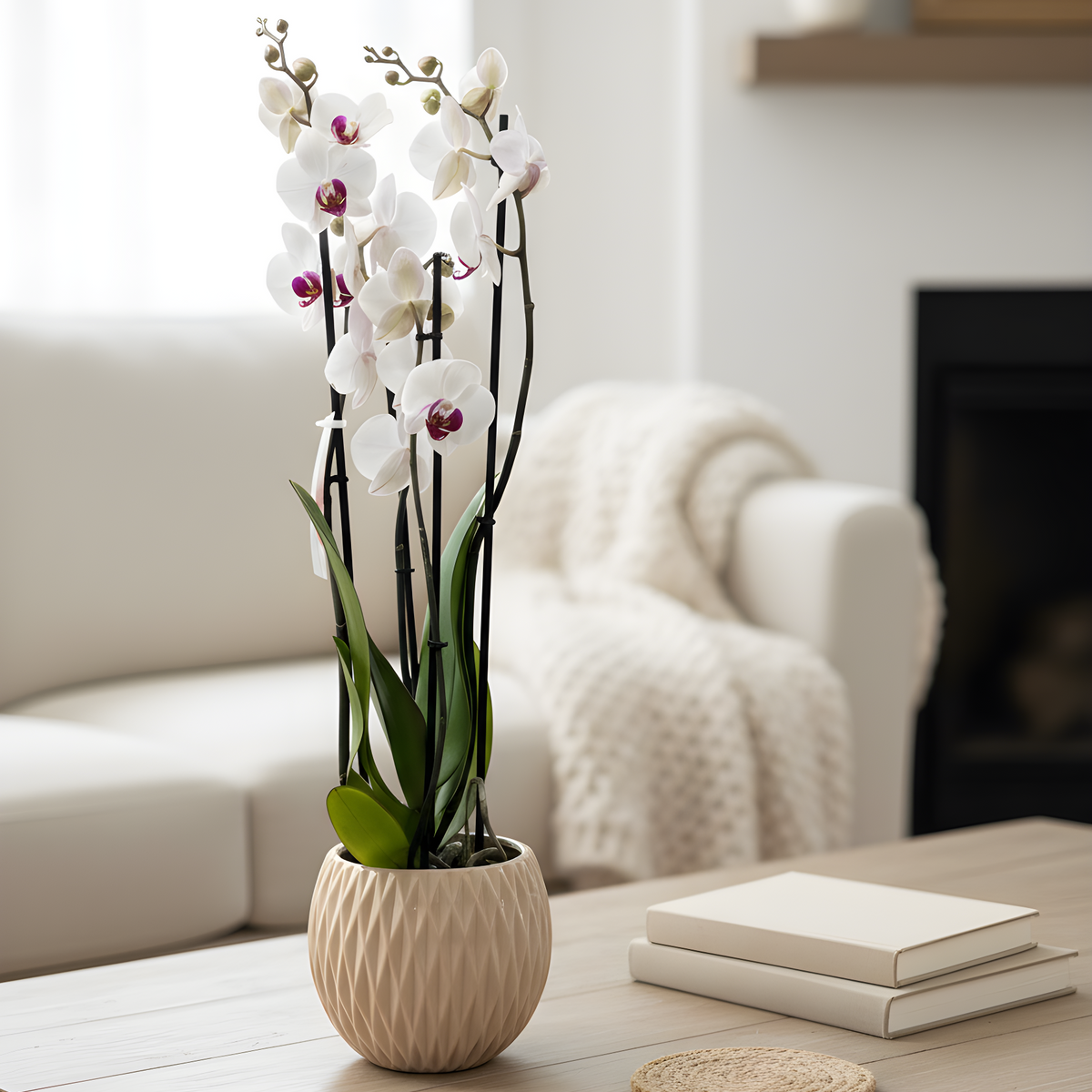 Weiße Orchidee im Topf